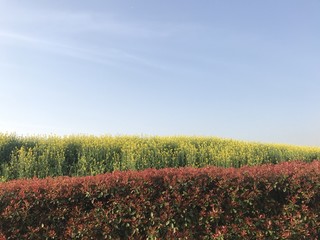Rapeseeds Field in Spring
