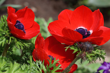 The red Anemone flower with the black heart 
