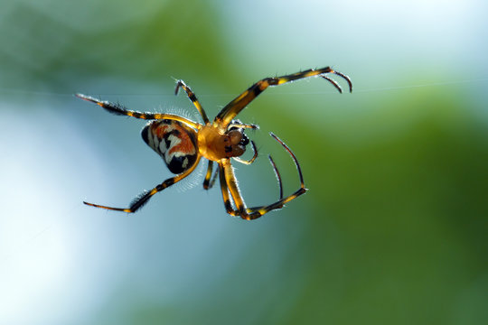 Image of an opadometa fastigata spiders(Pear-Shaped Leucauge) on the spider web. Insect. Animal