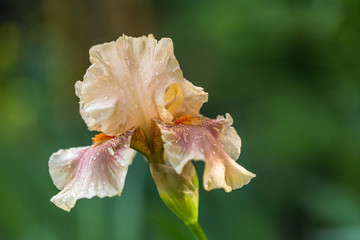 Fototapeta na wymiar Iris du jardin