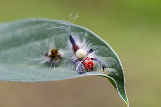 Image of worm on a green leaf, A reptile that is common in nature Living under the ground Leaves and trees. Insect. Animal