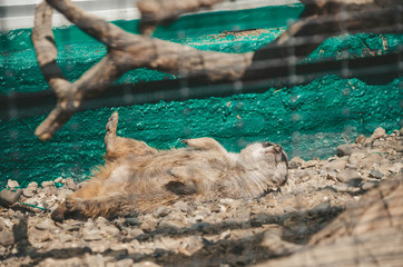 Meerkat sunbathing in a zoo