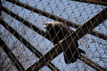 Eagle at a Zoo