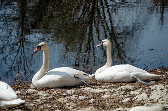 Swans family at near a lake