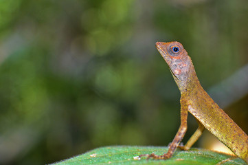 crested chameleon lizard