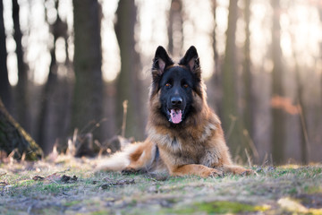 Portrait of german shepherd dog in spring morning sun