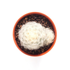 Top view of beautiful feather, Mammillaria cactus