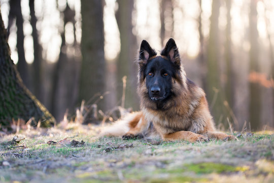 Portrait of german shepherd dog in spring morning sun
