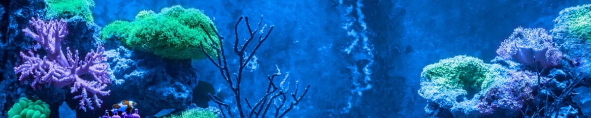 Reef tank, marine aquarium full of fishes and plants. Horizontal photo banner for website header. Tank filled with water for keeping live underwater animals.