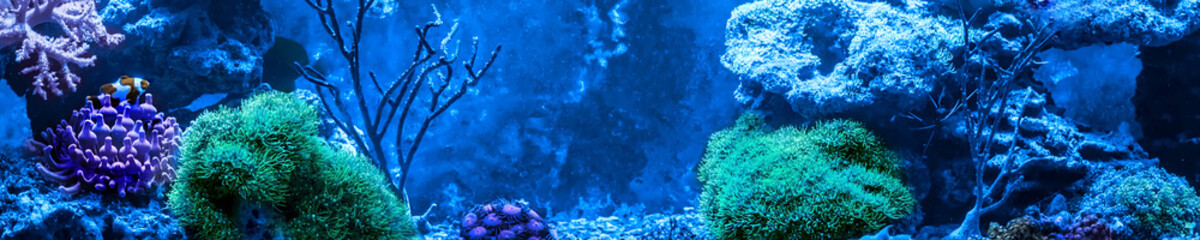 Fototapeta na wymiar Reef tank, marine aquarium full of fishes and plants. Horizontal photo banner for website header. Tank filled with water for keeping live underwater animals.