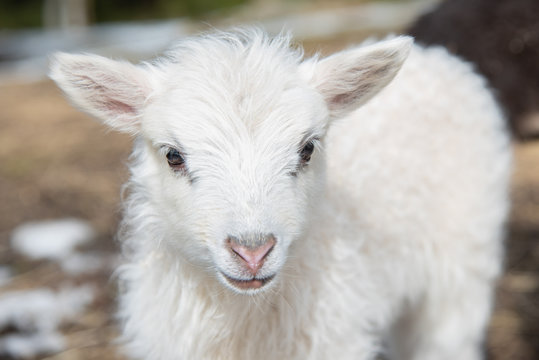 young little white and cute lamb in Sweden 2018