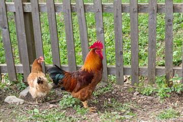 Hen and a cock at the village fence. Birds