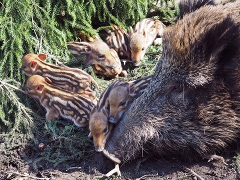 Wildschwein, Frischlinge, Tierkinder