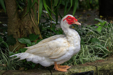 Image of Musky duck or indoda, Barbary duck with red nasal corals. Muscovy white duck