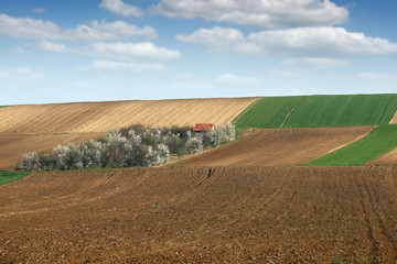 Fototapeta premium plowed field and orchard landscape agriculture