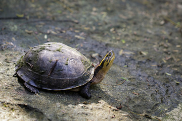 Image of Yellow-headed Temple Turtle on nature background. Reptile. Animals.