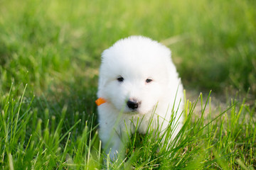 Portrait of a young maremma sheepdog outside in summer