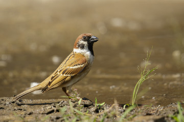 Image of Sparrows are drinking water on the floor. Birds. Animal.