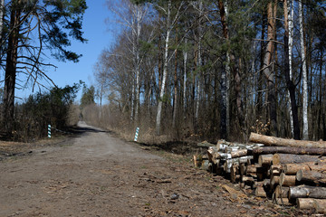Pile of felled logs in the forest