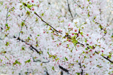 pink cherry blossom 