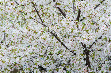 cherry blossom in spring time