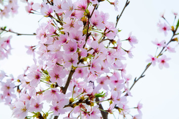background of pink sakura in japan