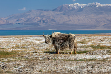 Fototapeta premium Nice view of Yak in Tajikistan