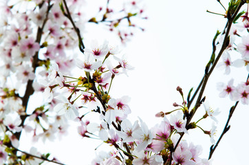 Pink flowers for spring background, closeup