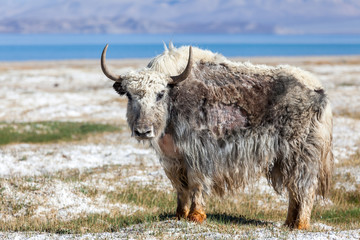 Nice view of Yak in Tajikistan