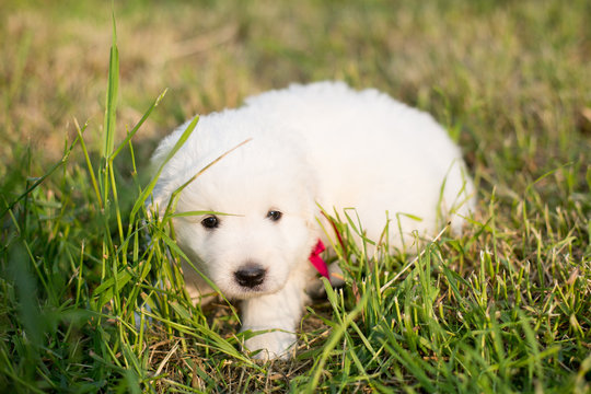 Portrait of a sweet puppy breed maremmano abruzzese sheepdog lying outside in the grass on sunny day. Close-up Image of cute white fluffy pup in summer