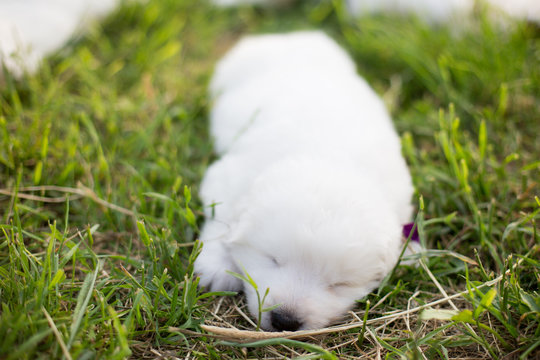 Portrait of a cute maremma sheepdog puppy sleeping outside on sunny day. Lovely white maremmano abruzzese pup in green grass in summer
