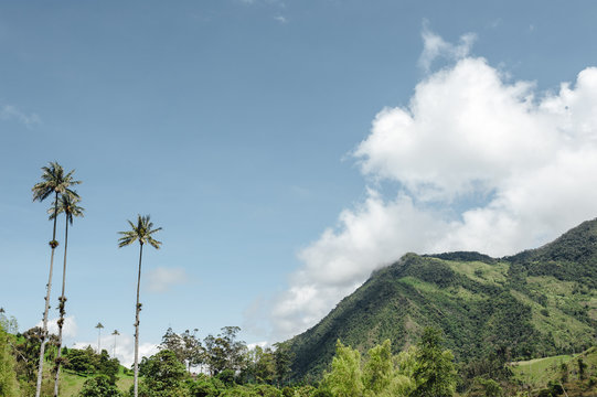 Palm trees and hills on a cloudy day in Cocora Valley in Salento, Colombia