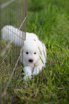 Portrait of a lovely puppy breed maremmano abruzzese sheepdog lying outside in the grass on sunny day. Close-up Image of cute white fluffy pup with red ribbon in summer