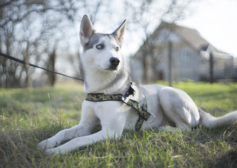 Husky on a green glade near the house
