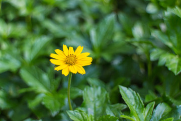 Mouse Ear Coreopsis flower with the leaf