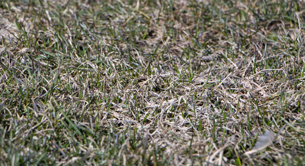 Spring lawn grass affected by grey snow mold Typhula sp. in the April garden