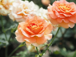 きれいに咲くオレンジ色のバラ