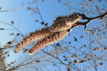 Ветка дерева с сережки весной в саду на фоне синего неба 
