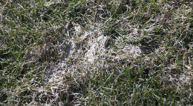 Spring lawn grass affected by grey snow mold Typhula sp. in the April garden