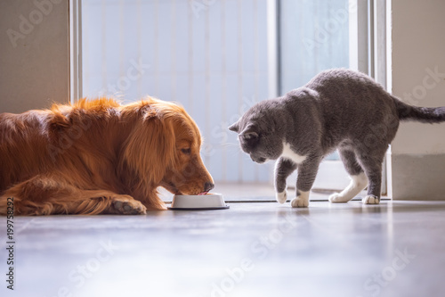 Golden Retriever And British Short Hair Cat Stock Photo And