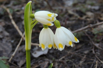 Весенние белые цветы в саду  на деревянном фоне 