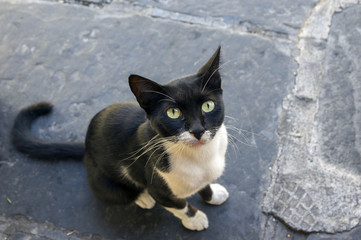 Greek black and white cat begging for food