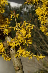 forsythia with yellow blossoms