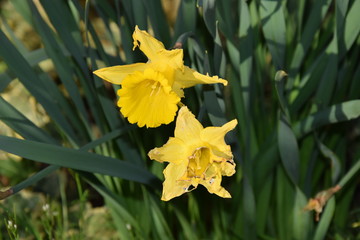 Yellow daffodil also as known as lent lily