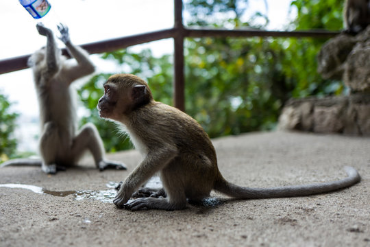 A monkey near the Batu Caves in Kuala Lumpur