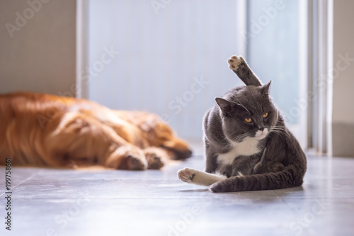 British Shorthair Cats And Golden Retriever Stock Photo And