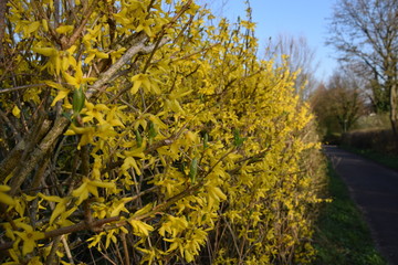 forsythia with yellow blossoms