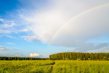 Summer landscape with  the rainbow over the forest