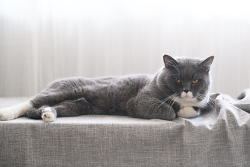 Cute British short hair cat, shot indoors