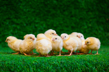 Close-up of a lot of small yellow chicks  or Gallus gallus  with black eyes on the artificial grass in the room sits